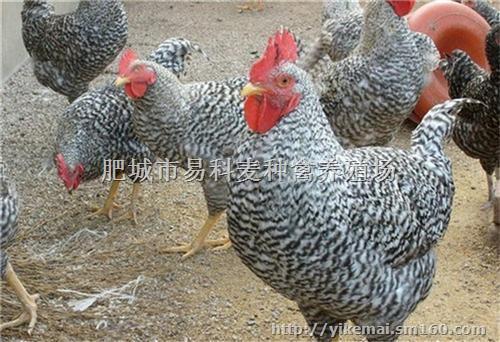 社交媒体项目展示